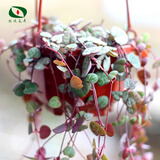 沃绣 常青绿植盆栽盆景 新房装修办公家居展览摆放阳台庭院悬挂吊兰植物 爱之蔓4株 不含盆