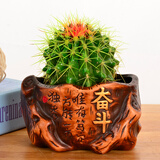 若绿金琥仙人球盆栽套装办公室内桌面绿植彩色多肉植物源头直发包邮 金琥 奋斗花盆