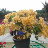 百芳缘三角梅树苗花卉四季开花重瓣绿化攀缘植物盆景精品盆栽地栽叶子花 小菊 5年苗可以当年开花