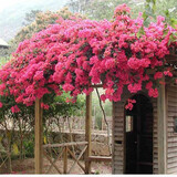 百芳缘三角梅树苗花卉四季开花重瓣绿化攀缘植物盆景精品盆栽地栽叶子花 重版枣红 6年苗枝叶茂盛推荐购买