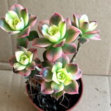 花络阁 灿烂   艳日辉 爱染锦 火凤凰   多肉盆栽