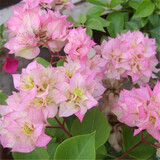 百芳缘三角梅树苗花卉四季开花重瓣绿化攀缘植物盆景精品盆栽地栽叶子花 粉妆 3年 苗