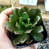 花络阁 灿烂   艳日辉 爱染锦 火凤凰   多肉盆栽