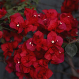 百芳缘三角梅树苗花卉四季开花重瓣绿化攀缘植物盆景精品盆栽地栽叶子花 大红 7年苗很壮