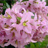 百芳缘三角梅树苗花卉四季开花重瓣绿化攀缘植物盆景精品盆栽地栽叶子花 水红花 3年 苗