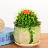 若绿金琥仙人球盆栽套装办公室内桌面绿植彩色多肉植物源头直发包邮 金琥 大白菜