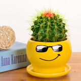 若绿金琥仙人球盆栽套装办公室内桌面绿植彩色多肉植物源头直发包邮 金琥 墨镜花盆