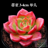 轩林美 多肉植物组合盆栽室内绿植花卉 蒂亚 3-4cm 单头 不含盆