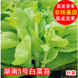 民汇园  湖南5号白菜苔种子 蔬菜种子早熟菜苔菜心适宜夏秋高温季节栽培 湖南5号白菜苔10克【加50克肥】
