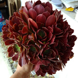 花络阁 灿烂   艳日辉 爱染锦 火凤凰   多肉盆栽