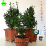 亚招 红豆杉盆景  红豆杉树苗 正宗曼地亚红豆杉带果发货 庭院/客厅摆放植物 小苗20-30厘米高