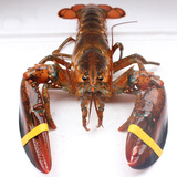 三座海龙虾 波士顿大龙虾鲜活大虾 波龙波斯顿大龙虾进口 海鲜礼盒年货  1斤/只