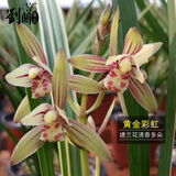 劉閣蘭花建兰四季兰花苗矮种金荷夏带浓香花苞出售室内外桌面绿植花卉盆栽 黄金彩虹，4苗连体当年开花