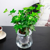 孙凯L常春藤盆栽常青藤客厅阳台藤蔓植物办公室净化空气绿植水培植物 自动吸水常春藤小号*2盆 含盆