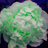 芍药花苗 芍药种根 芍药花 盆栽芍药苗  当年开花 花龙玉 不含盆