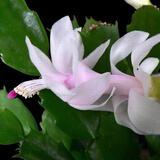 盆栽蟹爪兰花苗 多肉植物 蟹爪兰带根发货办公桌阳台植物 淡粉--单株