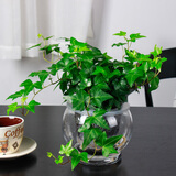 孙凯L常春藤盆栽常青藤客厅阳台藤蔓植物办公室净化空气绿植水培植物 自动吸水常春藤中号 含盆