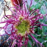 千芳阁盆栽菊花苗大菊花苗秋菊九月菊花盆栽庭院花卉四季菊花带花苞发货 紫罗兰 大苗 花期带花