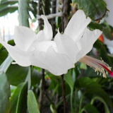 盆栽蟹爪兰花苗 多肉植物 蟹爪兰带根发货办公桌阳台植物 白公主--单株