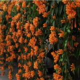 别墅庭院爬藤植物爬山虎树苗 鞭炮花苗 炮仗花攀援花卉油麻藤 凌霄花苗 2年别墅庭院爬藤植 5年苗