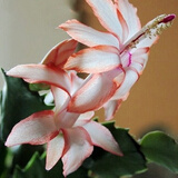 盆栽蟹爪兰花苗 多肉植物 蟹爪兰带根发货办公桌阳台植物 橙白--单株