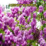 姜南丁香花苗 庭院盆栽 可开花植物 丁香花树苗 浓香花卉 香飘十里 主图款紫丁香 2公分粗