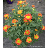 孙凯（SUNKAI）菊花盆栽荷兰菊花卉绿植小雏菊千头菊玛格丽特菊蓝目菊 小雏菊1 不含盆