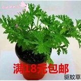 萌妹 驱蚊草盆栽柠檬味驱蚊植物驱蚊香草香叶天竺葵四季常青 驱蚊草苗1盆起 不含盆