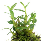 米之缘正宗霍山米斛苗石斛苗三年苗一丛十几头超铁皮石斛鲜条做枫斗矮胖多肉绿植花卉兰花盆栽