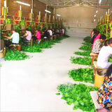豫之韵假花藤条塑料绿植物花壁水管道装饰空调管遮挡吊顶装饰室内阳台 仿真葡萄叶（1包）
