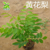 怡香居 小叶紫檀树苗 沉香树苗小苗   菩提树苗 金丝楠木苗  黄花梨树苗绿化树苗盆栽苗营养杯发货 黄花梨苗 2年苗带营养杯发货