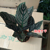 家中有果金边吊兰青叶盆栽吊兰 室内苗木室内盆栽花卉 植物花卉盆栽 双线竹芋 不含盆