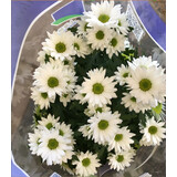 孙凯（SUNKAI）菊花盆栽荷兰菊花卉绿植小雏菊千头菊玛格丽特菊蓝目菊 6 小雏菊 不含盆