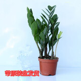 家中有果金边吊兰青叶盆栽吊兰 室内苗木室内盆栽花卉 植物花卉盆栽 金钱树 一整盆 含盆