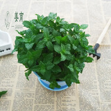 薄荷盆栽新鲜可食用薄荷叶办公室内盆栽植物薄荷草 薄荷苗一盆 不含盆