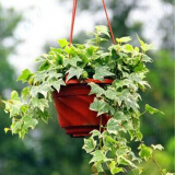 仟草集吊兰绿植盆栽室内盆栽花卉绿植物花卉盆栽土培水培吊兰 不含盆 金边常春藤整盆苗