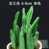 24款迷你仙人球仙人掌盆栽办公室绿植 龙王角/株 6-9cm 不含盆