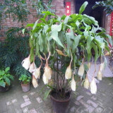 御卉阁 绿植盆栽花卉昙花苗  琼花苗 俗称月下美人 香味浓郁室内外盆栽 4年苗当年开花