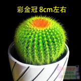 24款迷你仙人球仙人掌盆栽办公室绿植 彩金冠/株 约8cm 不含盆
