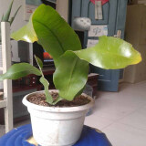 御卉阁 绿植盆栽花卉昙花苗  琼花苗 俗称月下美人 香味浓郁室内外盆栽 2年苗