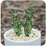 御卉阁24款迷你仙人球 实生根 懒人易养护 仙人掌科多肉盆栽多肉植物 龙角3株(不含盆)