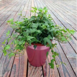 仟草集吊兰绿植盆栽室内盆栽花卉绿植物花卉盆栽土培水培吊兰 不含盆 青叶常青藤吊兰整盆苗