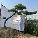 黑松造型庭院耐寒树别墅四季常青地景造型不落叶盆景迎客松景观树 黑松造型【定金】