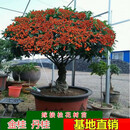 欧博嫁接桂花树苗八月四季桂沉香桂盆栽花苗红花桂花卉植物嫁接金桂 沉香桂 嫁接12cm粗