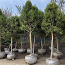 鼎曳雀舌黄杨球造型树小叶瓜子黄杨树苗四季常青耐寒盆景庭院绿化 瓜子黄杨树【7公分粗】 原土发货