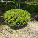 鼎曳雀舌黄杨球造型树小叶瓜子黄杨树苗四季常青耐寒盆景庭院绿化 瓜子黄杨球【冠幅1.8米】 原土发货