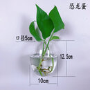 丛一楼墙壁花盆创意墙上挂壁挂墙花盆绿萝墙壁挂件悬挂式水培玻璃花瓶墙 恐龙蛋+配件(不含植物) 透明