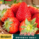 斯可沁辽宁丹东99红颜奶油草莓 特大果3斤单果30-40g新鲜水果源头直发