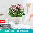 绿有意金枝玉叶盆栽老桩多肉水培植物室内花办公室绿植好养净化空气 金枝玉叶【早安吸水盆】+肥
