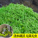 临雅青苔藓鲜活微景观绿植盆景桌面假山造景材料永生白发短绒源头直发